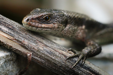 eyes of lizard