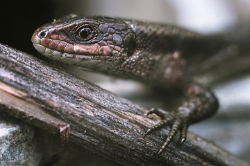 eyes of lizard