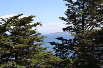 sentier côtier, sentier de randonnée dans une pinède