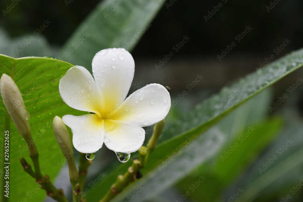 Wall mural plumeria blossom with water drops on tree , white frangipani flowers with leaf on green background, 