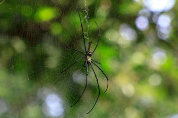 Golden orb spider (Nephila pilipes) large female insect on web - Powered by Adobe