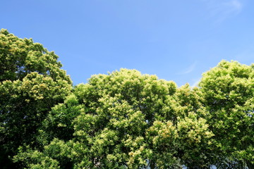 花をつけたトウネズミモチの木と青空