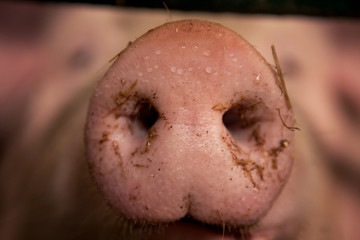 A dirty and moist nose of a pig