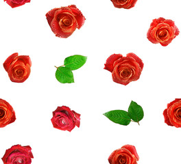 Image of flowers roses on a white background.