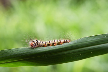 Caterpillar with orange head and furry throughout the body with white stripes and blackon grass, Worm of Asota producta moth