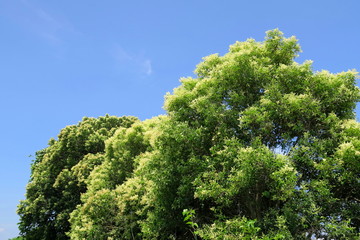 Fototapeta premium 花をつけたトウネズミモチの木と青空