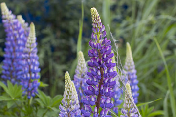 Colorful lupins on the field. Bouquet of flowers on the background of nature.