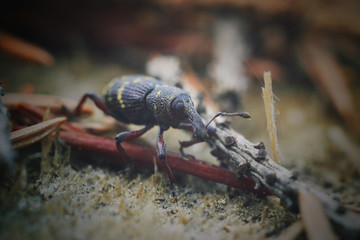 weevil