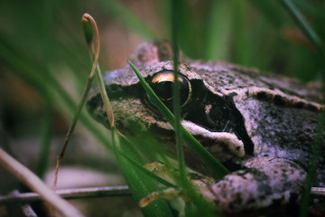frog on leaf
