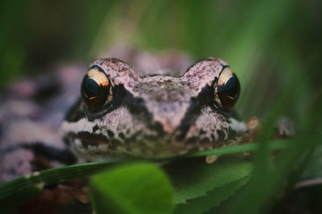 green tree frog