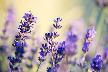 lavender on a background of golden grasses