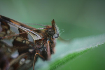 butterfly on a leaf