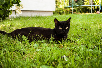black cat in the grass