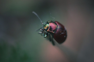 green-red beetle