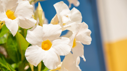 Obraz premium Algarve - Blumen in Albufeira (06/2019)