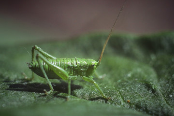 green grasshopper