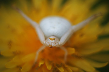 flower spider