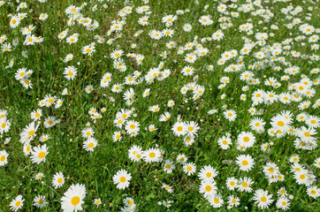 Glade of daisies. Beautiful wild flowers. Summer background image.