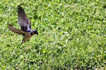 Swallow Landing