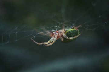 spider on a web