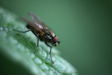 fly on a leaf