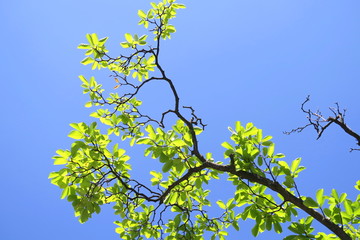 ハクモクレンの若葉と青空