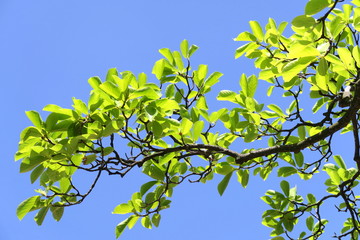 ハクモクレンの若葉と青空