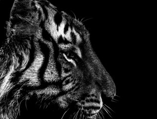 black and white tiger portrait in detail 