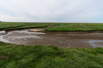 Salzwiesen in Sankt Peter Ording