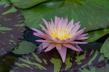 Flower of pink water lily