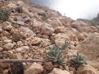 cactus in desert