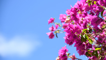 Algarve - Bougainvillea (06/2019)