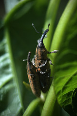 weevil on leaf