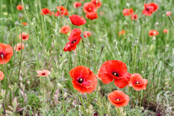 blooming red poppies in green grass