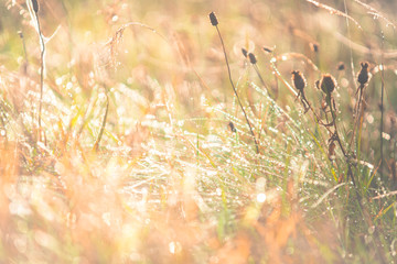 Morning meadow - fresh grass, raindrops, spider webs, sunlight background, the nature background