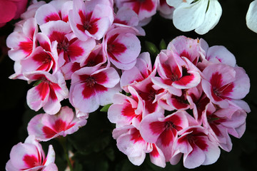 plant with red flowers