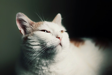 Obraz premium sleepy cat