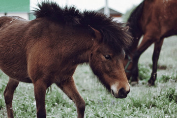 Fototapeta premium little horse