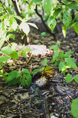Young mushroom and plastic bottle in the background.