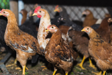 Chickens on the farm. Toned, style, color photo