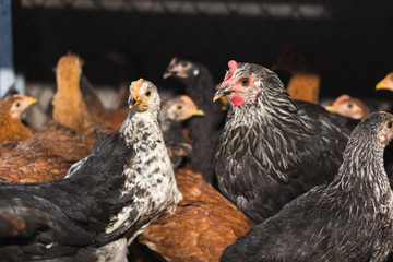 Chickens on the farm. Toned, style, color photo