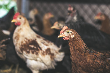 Chickens on the farm. Toned, style, color photo