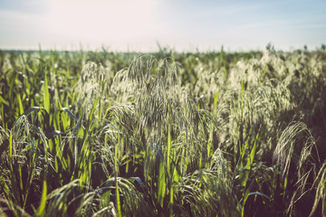 Field of young green oats at sunset
