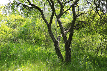 Fototapeta na wymiar tree on green meadow