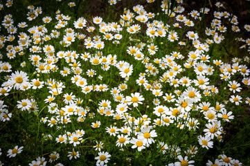 wild daisies on field