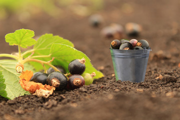 fresh berries in the garden