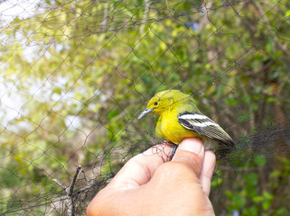 Illegal bird netting Illegal bird trap