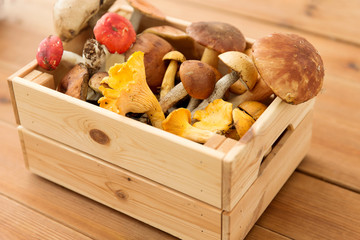nature, environment and harvest concept - wooden box of different edible mushrooms