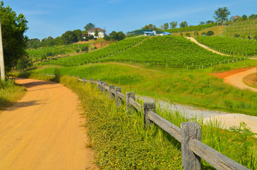 tourism travel on dirt road to green mountain hill and farm tree  