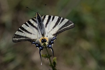 Scarce swallowtail